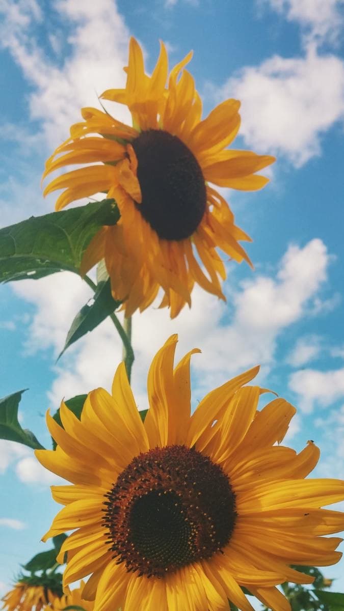 Truyện Năm ấy, hoa hướng dương vẫn hướng về mặt trời