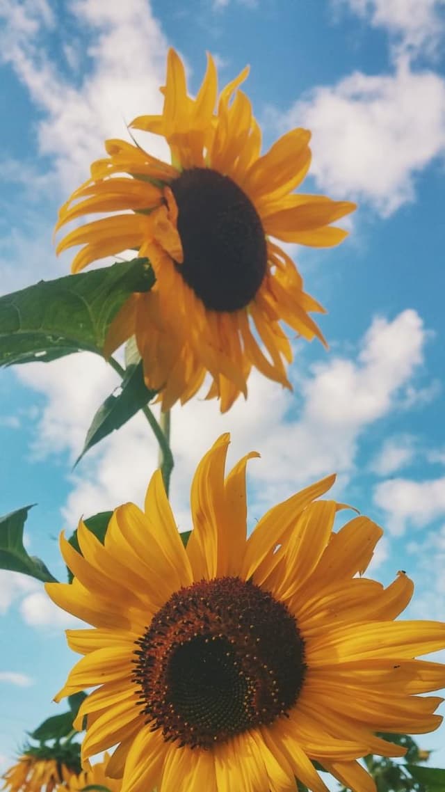 Truyện Năm ấy, hoa hướng dương vẫn hướng về mặt trời